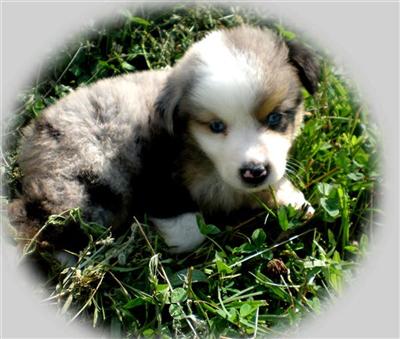 Miniature Australian Shepherd Puppies for Sale